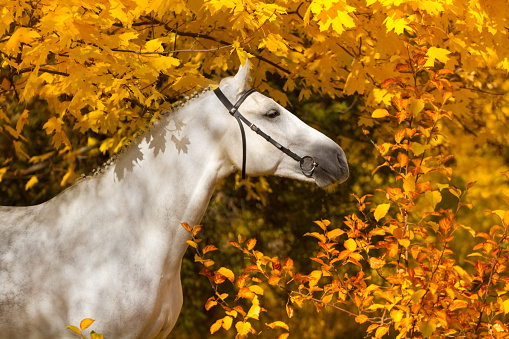 Kůň v podzimní přírodě