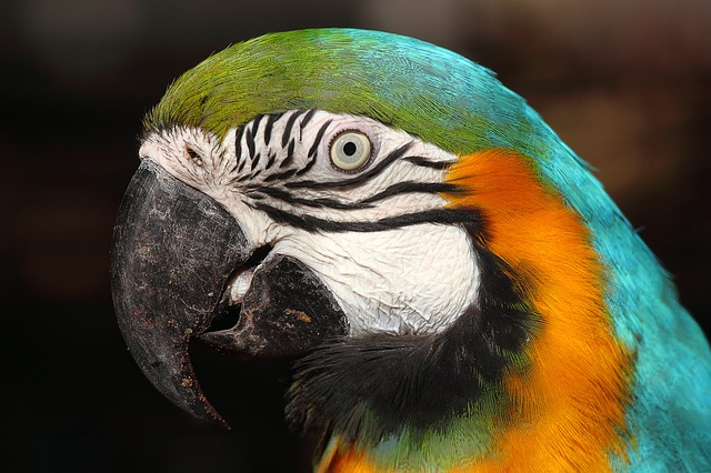 papoušek canindé