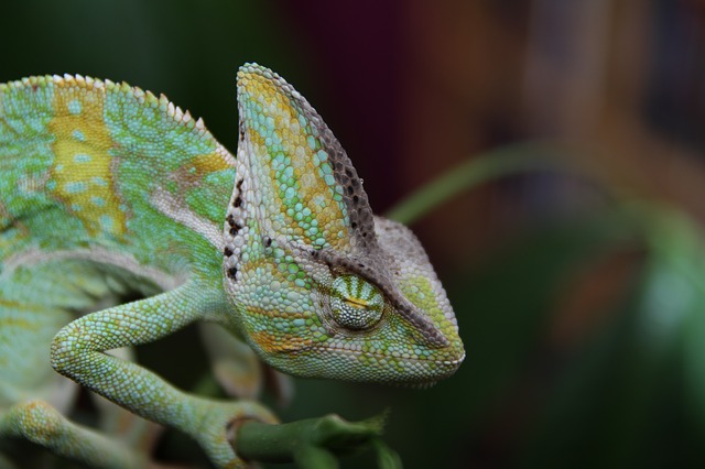 spací chameleon